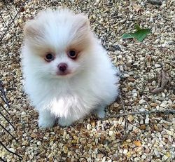 Pomeranian Puppies Available for sale