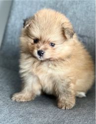 Super cute Pomeranian Puppies Available