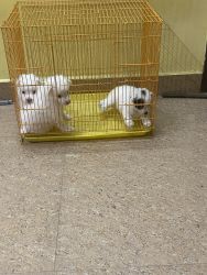 Mini breed Pomeranian puppies home raised