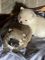 Two male Pomeranian puppies looking for the furever homes.