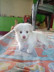 Pomerian puppy 32 days old top quality