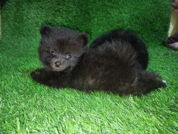Minipom male puppies, colour zet black