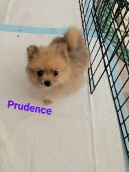 SuzyQ Brand New Precious Pups