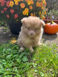 pomeranian puppy for sale