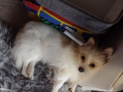Almost 2 year old Pomeranian