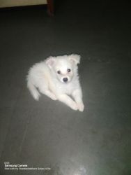 Male pomeranian puppy for sale