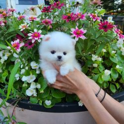 Good Looking Teacup Pomeranian Puppies for sale