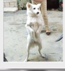 Pomerian female dog for sale