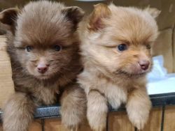 Pomeranian puppies kennel registered