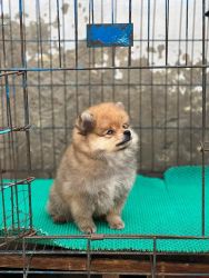 Culture Pom puppies 3 (male)