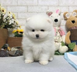 POMERANIAN PUPPIES READY FOR YOU NOW