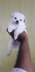POMERANIAN PUPPIES AVAILABLE FOR SALES # CHENNAI