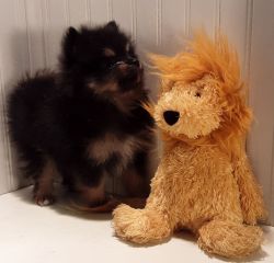 Blake ,A Black and tan beautiful Pomeranian puppy