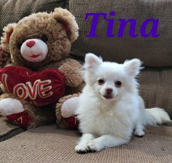 Purebred Pomeranian born 4-15-22 Tina. Call xxx xxx xxx6