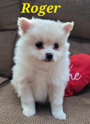 Purebred Pomeranian puppies born 9-27-22 Call xxx xxx xxx6