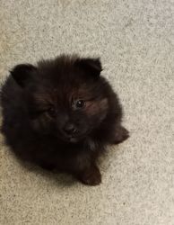 Pomeranian Puppies for You!