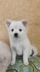 Pomerian puppies for sale