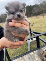 Mini Pomeranian