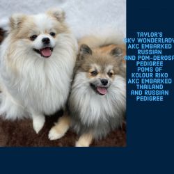 Pomeranian puppies Due in Jan 2023