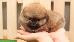 Charming Micro Teacup Pomeranian Puppies
