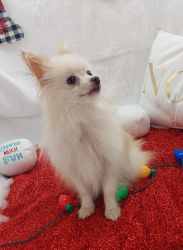 Young akc registered adult female