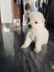 Puppies for sale 45days 3 male and 2 female I want to sale in bulk