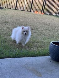 White Pomeranian For Sale