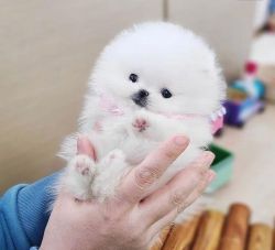 Cute teacup Pomeranian puppy