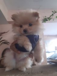 The cutest Miniature - Pomeranian