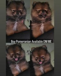 Pomeranian for Rehoming