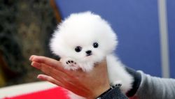 T-Cup Pomeranian Puppies