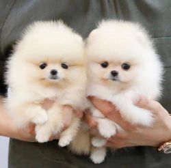 Here I have 6 beautiful boys and girls Pomeranians all ready