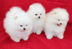 Awesome T-Cup Pomeranian Puppies Ready