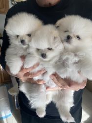 2 month old teacup pomeranian puppies pure breed with first vaccine