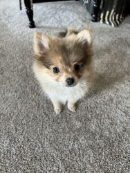 Adorable Toy Pomeranian