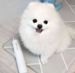 Healthy Pomeranian puppy for sale