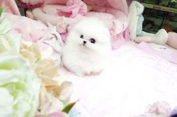 Pure Breed Teacup. Pomeranian Puppies for sale