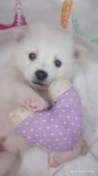 Cute Small Puppy