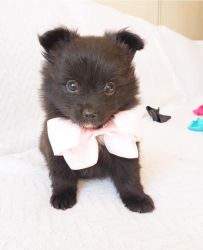 4 Month Beautiful girl Pomeranian