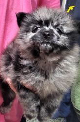 Pomeranian puppy Moe