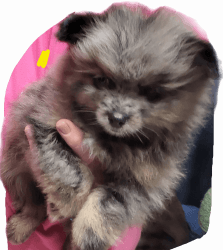 Pomeranian puppy Marley