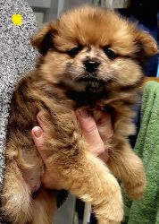 Pomeranian puppy Millie