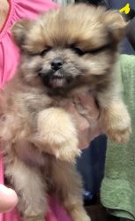 Pomeranian puppy Milo