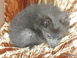 Whinney Rare Blue Pomeranian