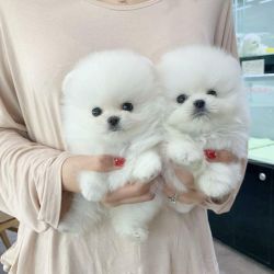 Pomeranian Puppies Available Text on : ‪x.x.x.x.x.x.x.x.x.x‬