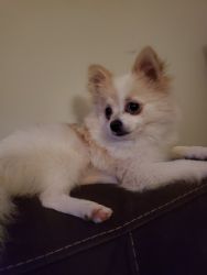 Pure Breed Pomeranian Puppy For Sale