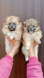 Trust Kennel Culture Pom Puppies Available
