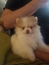 For sale pomeranian puppies