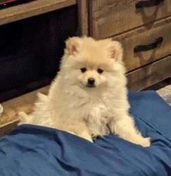 Pomeranian puppy ready to find new home