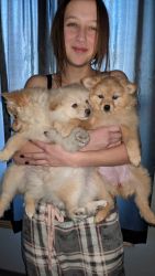 Pomeranian puppies 4 sale 3 left